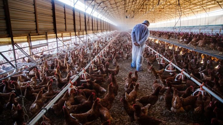 Poultry Farm Worker Job in Australia