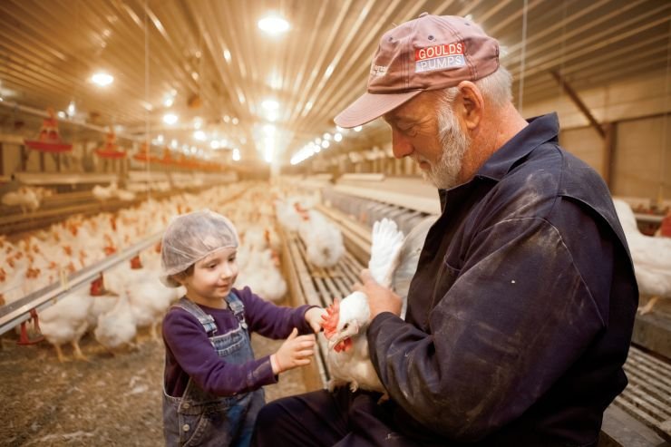 Poultry Farm Worker Job in Australia
