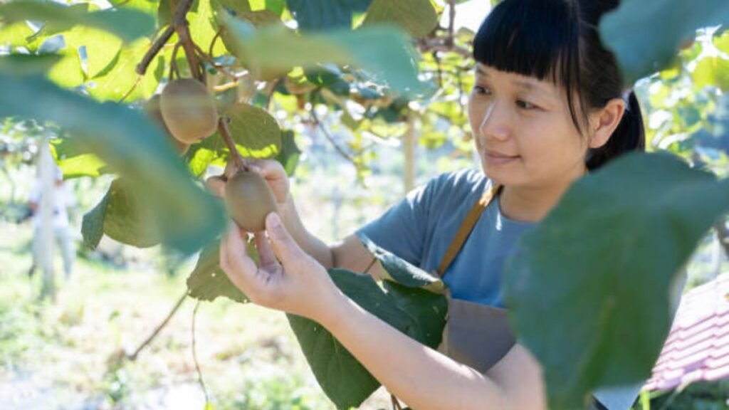 Fruit Harvesting Jobs in New Zealand