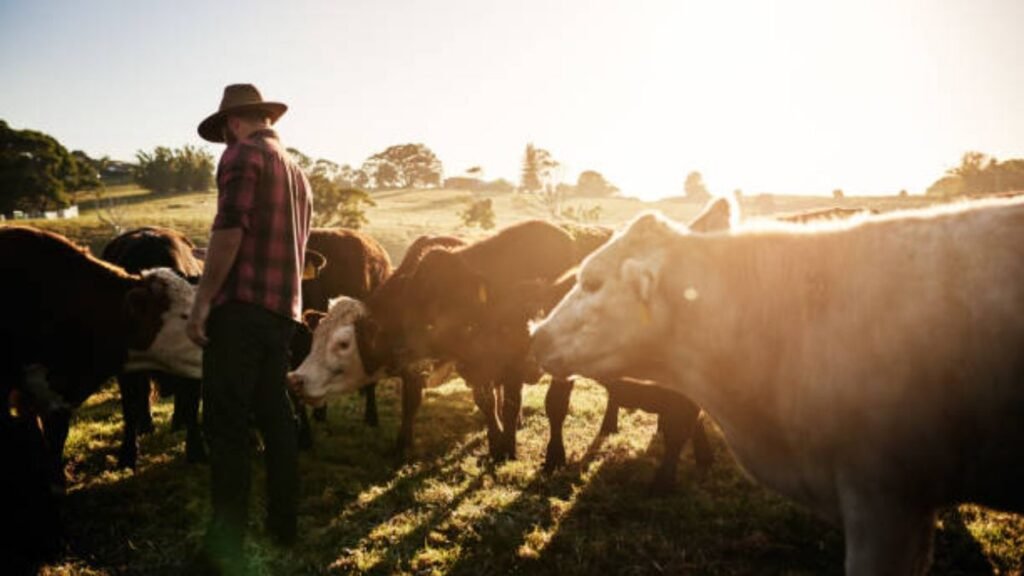 Livestock and Cattle Farm Worker Jobs in Australia