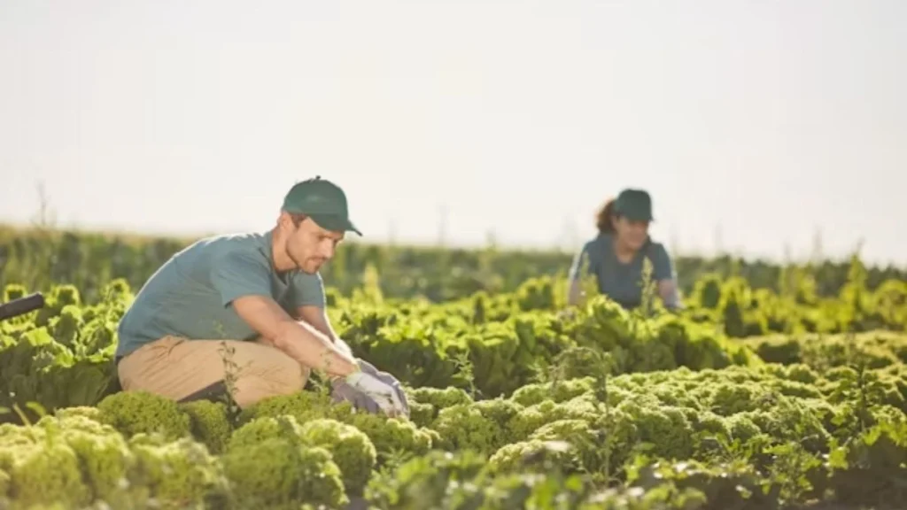 Farm Workers Jobs in New Zealand